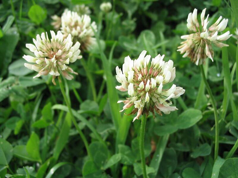 Trèfle blanc (Trifolium repens) : sol à tendance calcaire, compacté.